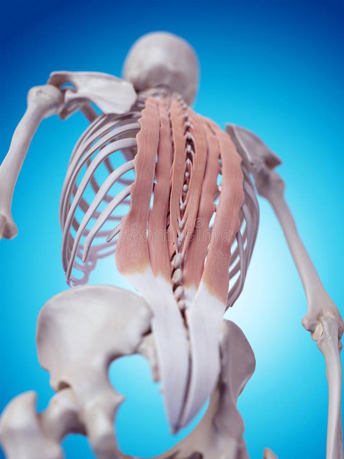The deep back muscles. Medically accurate illustration of the deep back muscles stock illustration