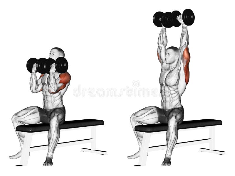 Exercising. Alternating dumbbell bench press with vector illustration