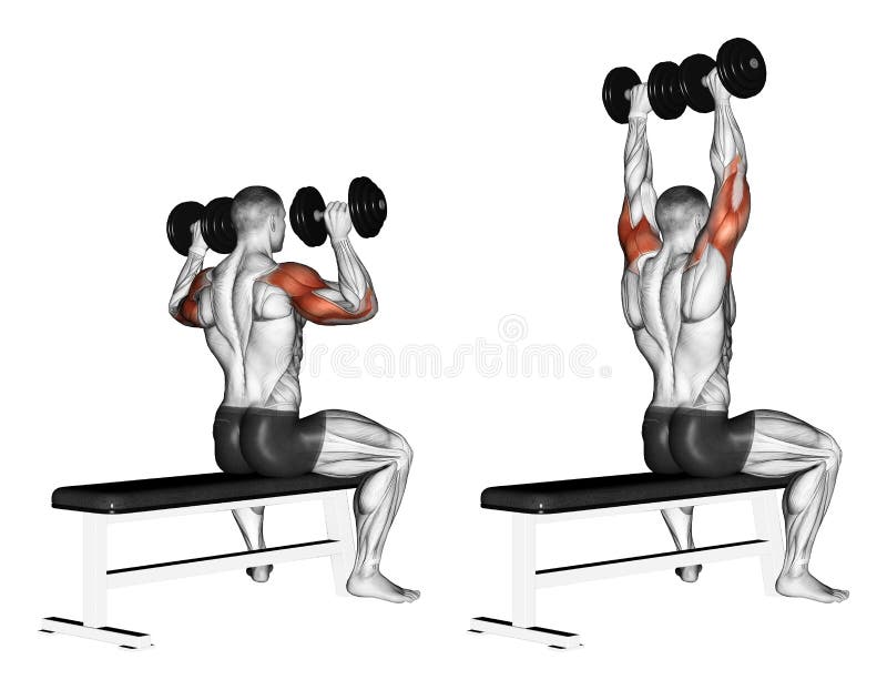 Exercising. Bench dumbbell sitting vector illustration