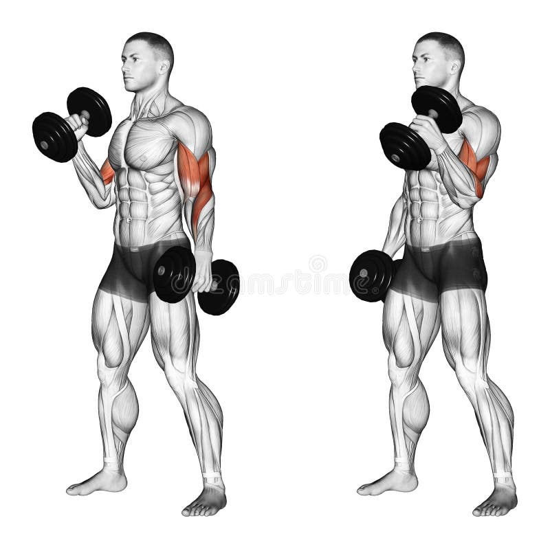 Exercising. Curl with a dumbbell grip hammer vector illustration