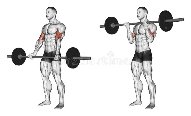 Exercising. Curls with a barbell undergrip royalty free illustration