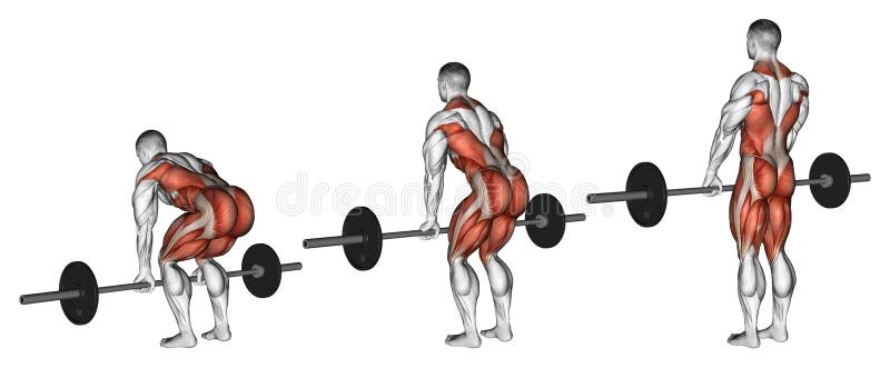 Exercising. Deadlifts with a barbell vector illustration