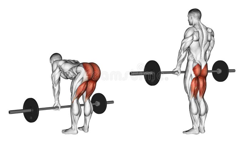 Exercising. Deadlifts with a barbell, legs straigh stock illustration