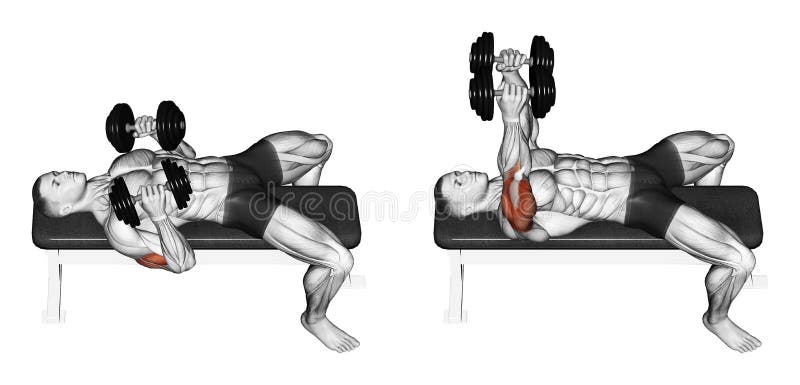 Exercising. Dumbbell bench press lying down with y vector illustration