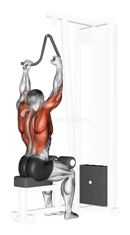 Exercising. End of the upper block narrow grip. End of the upper block narrow grip. Exercising for bodybuilding Target muscles are marked in red royalty free illustration