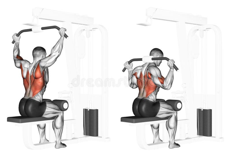 Exercising. End of the upper block of the neck. End of the upper block of the neck. Exercising for bodybuilding. Target muscles are marked in red. Initial and royalty free illustration