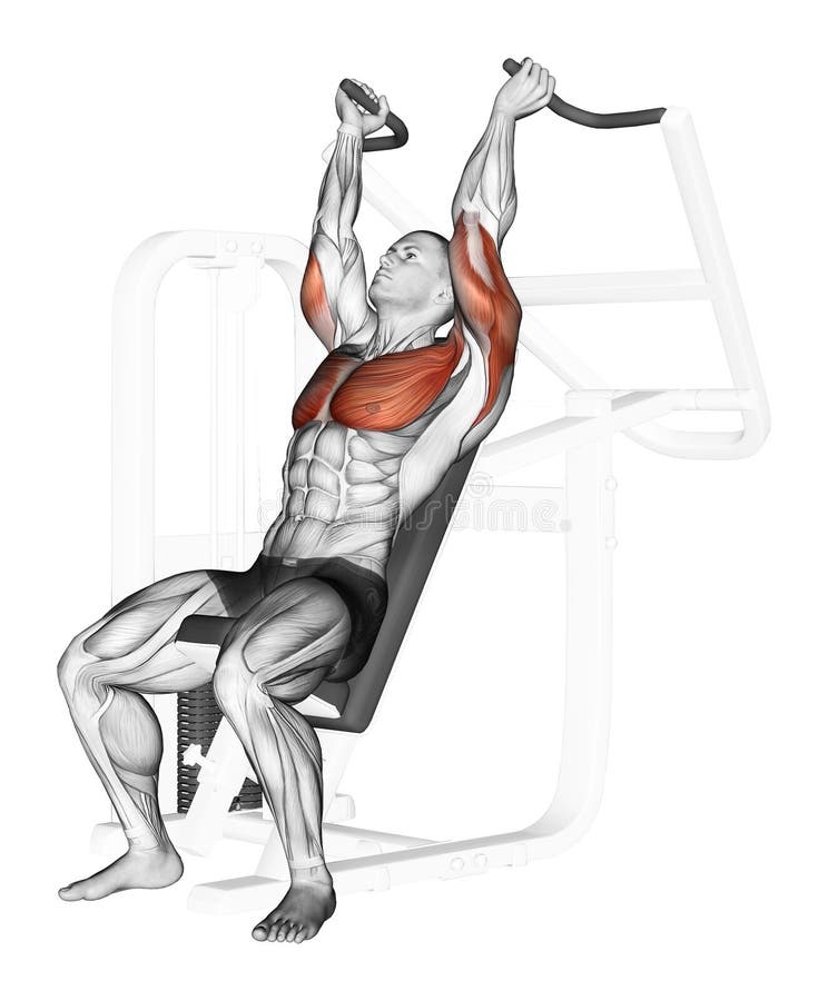 Exercising. End of the upper block on the simulato. End of the upper block on the simulator. Exercising for bodybuilding Target muscles are marked in red royalty free illustration