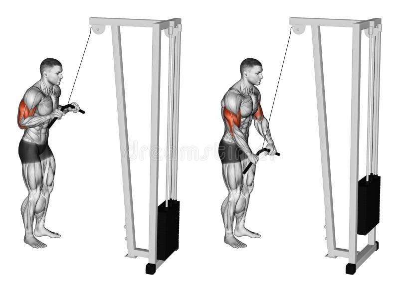 Exercising. Extension of hands in a block simulator muscles biceps and triceps stock illustration