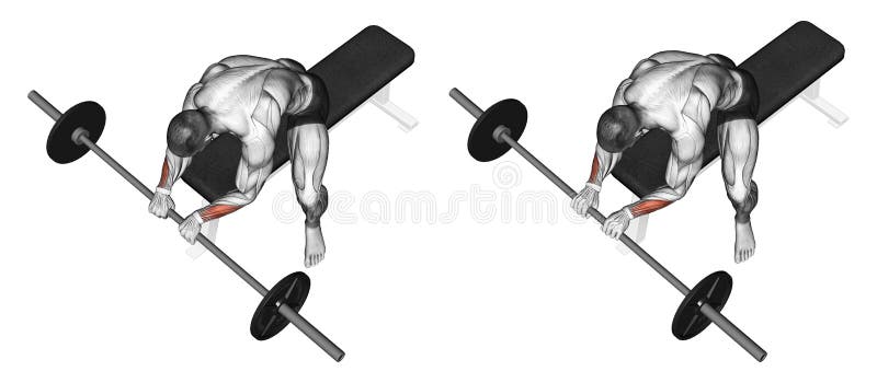 Exercising. Extension of the wrist with a barbell royalty free illustration