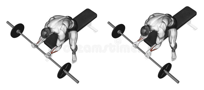 Exercising. Flexion of the wrist with a barbell un vector illustration