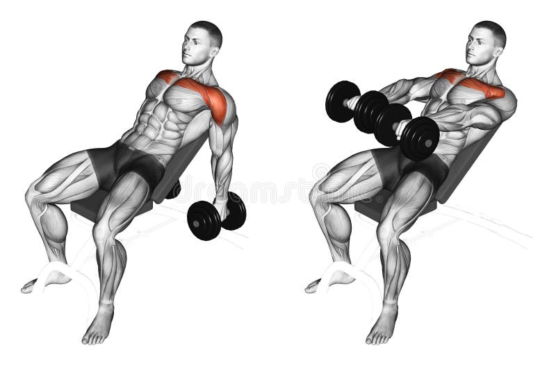Exercising. Lifting arms with dumbbells on incline bench stock illustration