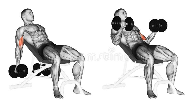 Exercising. Lifting dumbbells for biceps muscles on an incline bench stock illustration
