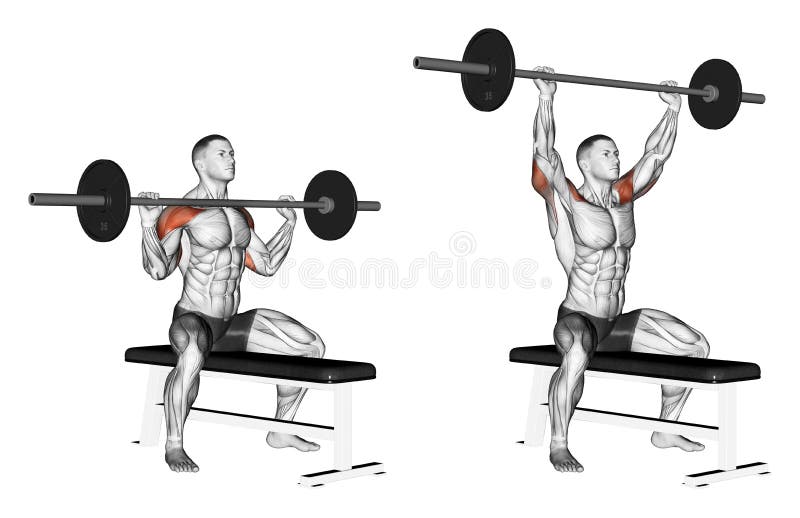 Exercising. Press of a bar with a chest sitting vector illustration