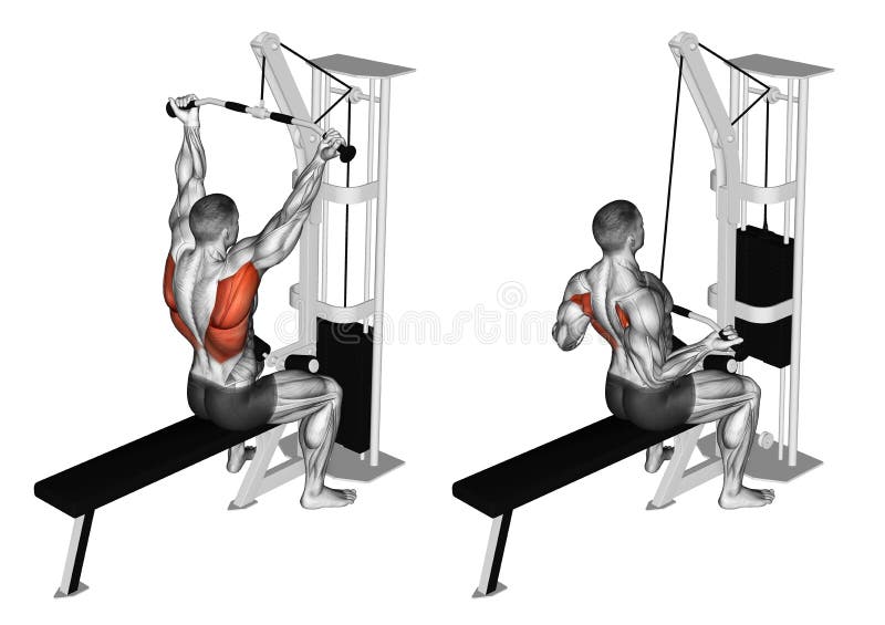 Exercising. Reverse grip lat pulldown. Reverse grip lat pulldown. Exercising for bodybuilding Target muscles are marked in red royalty free illustration