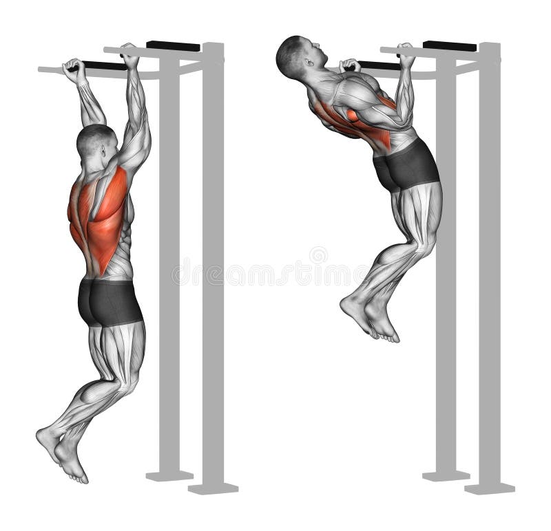 Exercising. Reverse grip pull-ups on the back muscles vector illustration