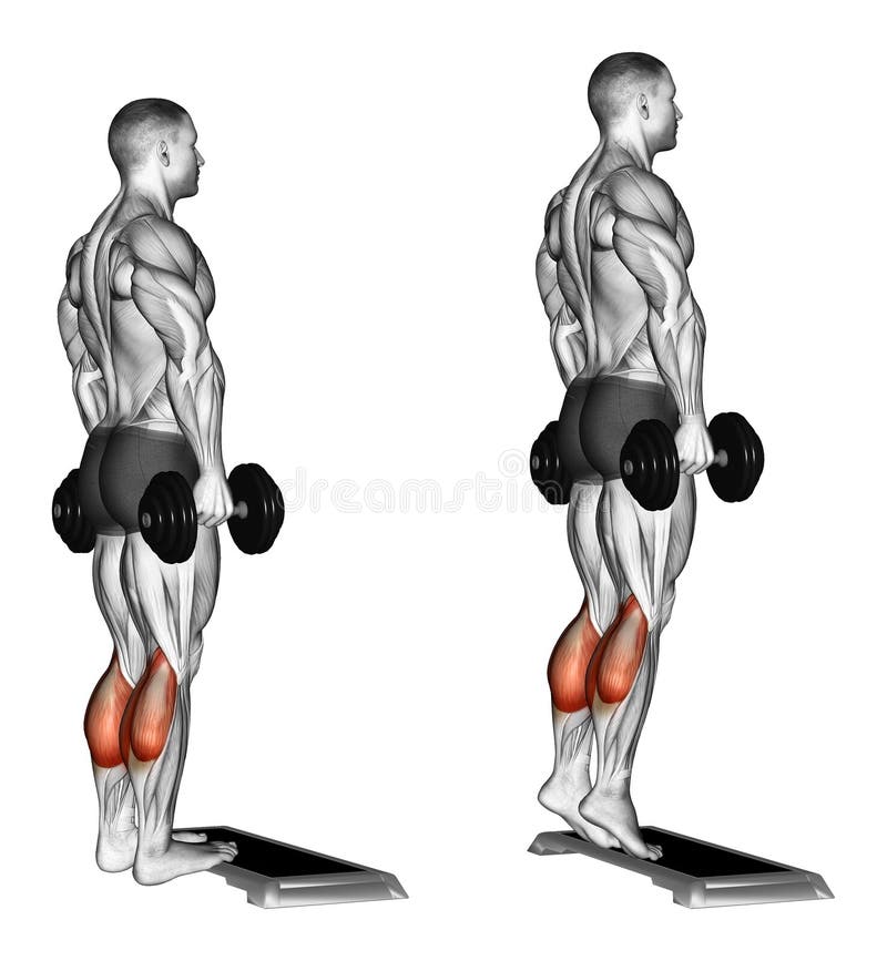 Exercising. Rise on toes standing on platform vector illustration
