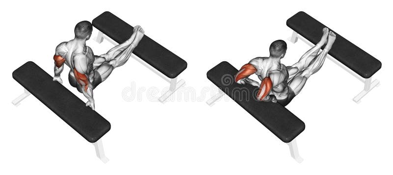 Exercising. Squeezing triceps back to the bench royalty free illustration