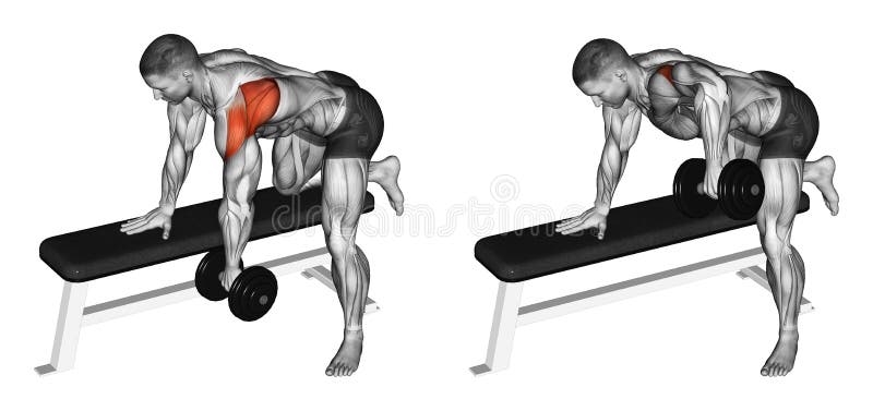 Exercising. Thrust dumbbells in the slope rear deltoid vector illustration