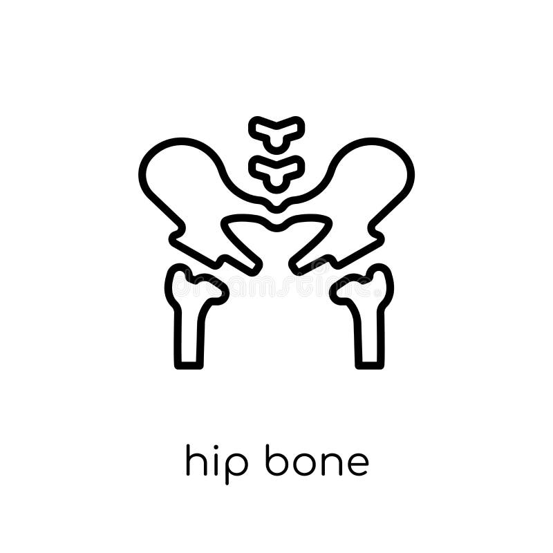 Hip Bone icon. Trendy modern flat linear vector Hip Bone icon on stock illustration