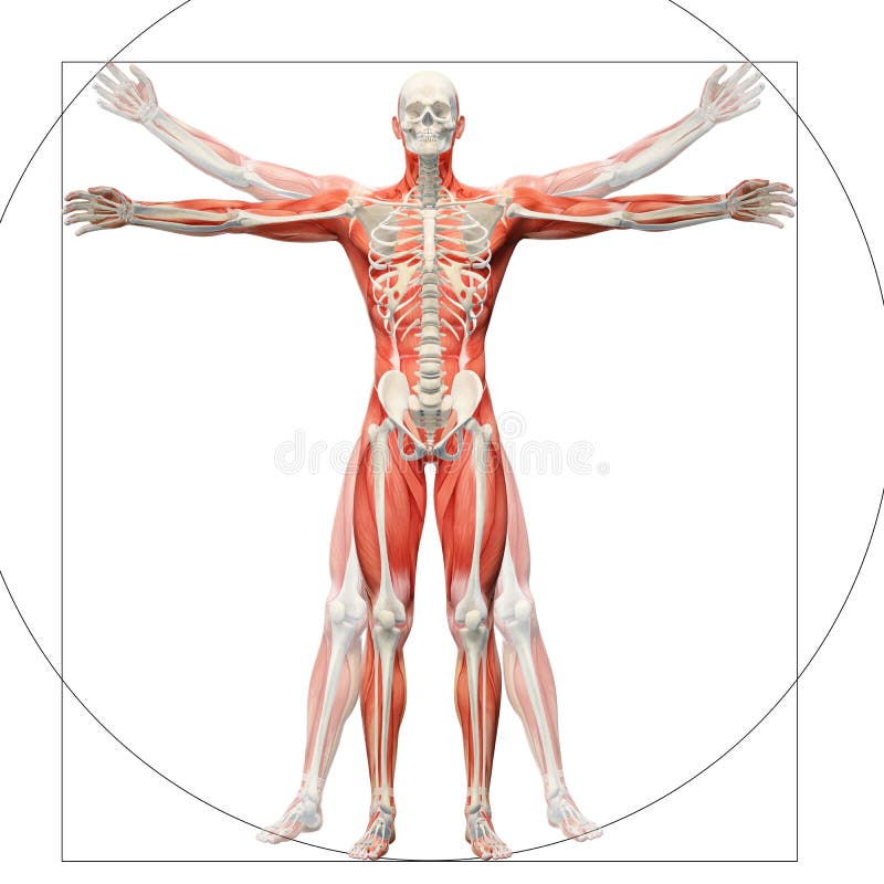 Human anatomy displayed as the vitruvian man vector illustration