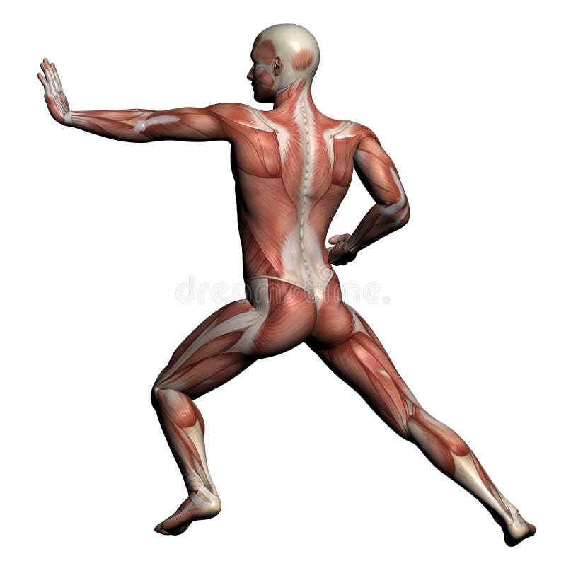 Human Anatomy - Male Muscles stock illustration