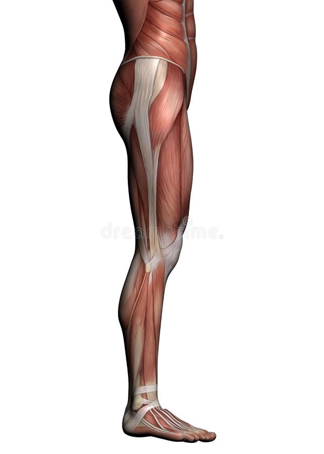 Human Anatomy - Male Muscles stock illustration