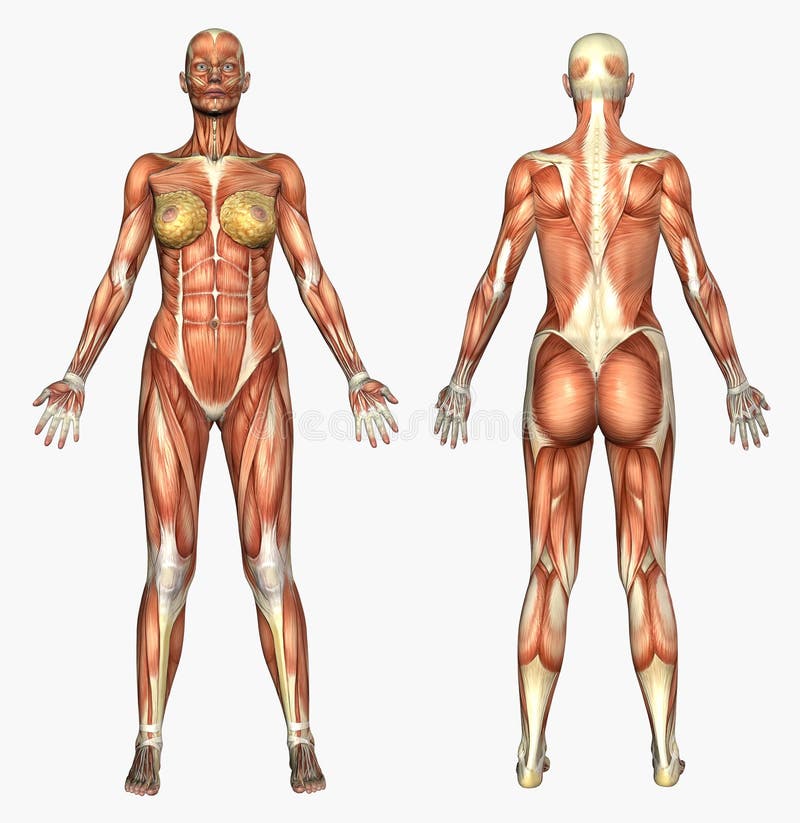 Human Anatomy - Muscle System - Female stock illustration