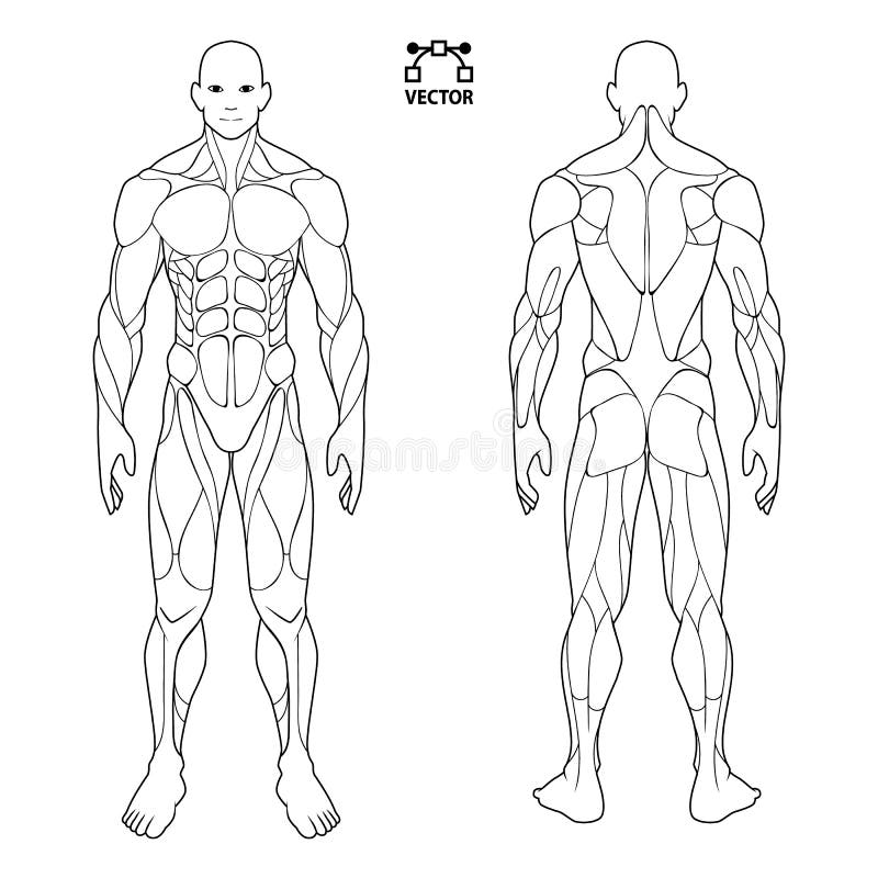 Human body anatomy male man , front and back muscular system of muscles . flat medical scheme poster of training healthcare gym , vector illustration