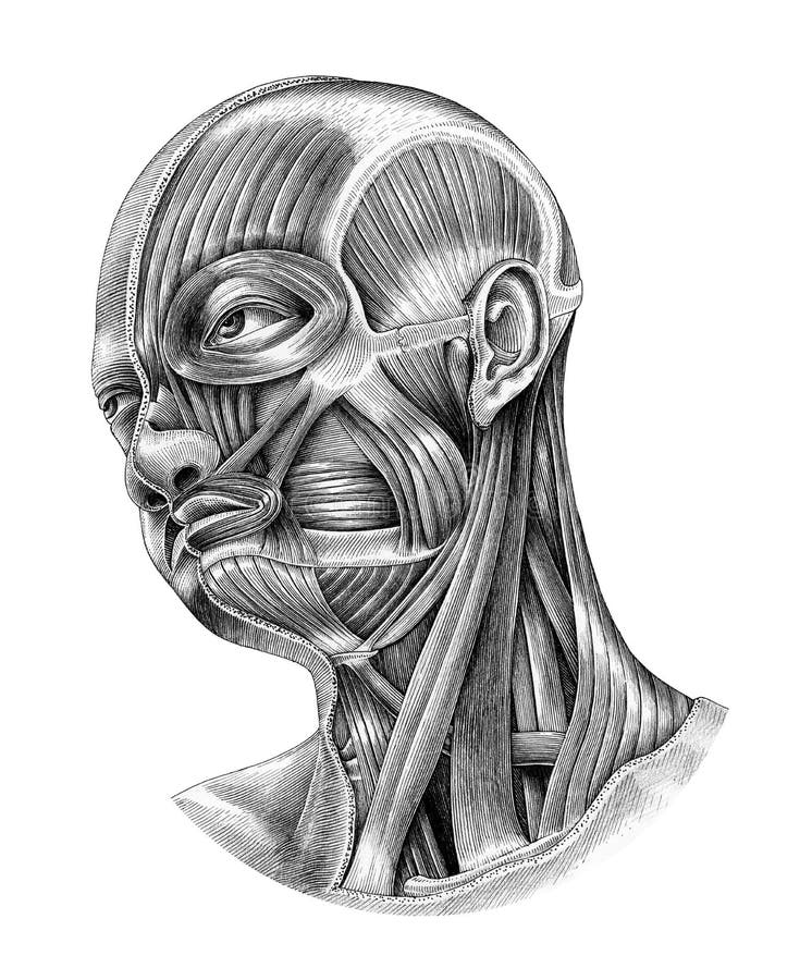 Human head and neck anatomy diagram illustration vintage style i vector illustration