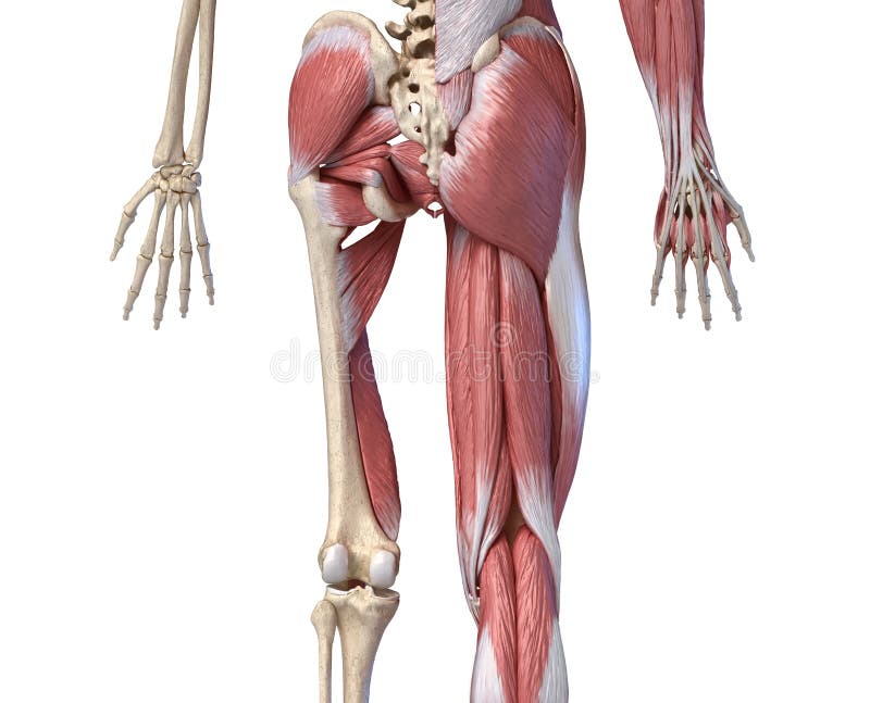 Human male anatomy, limbs and hip muscular and skeletal systems, back view stock illustration