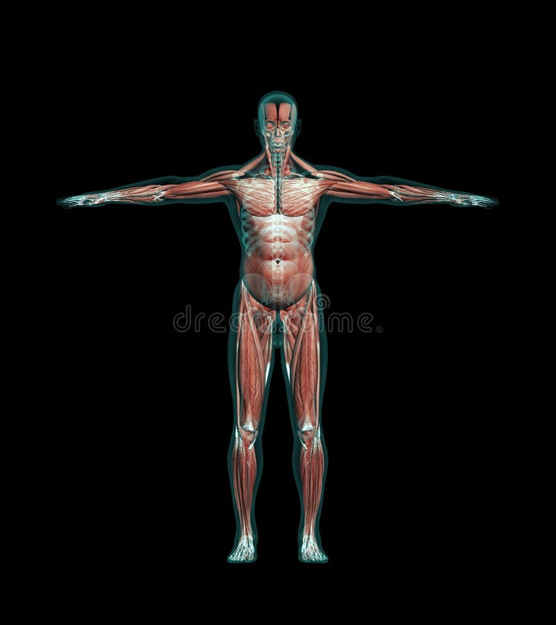 Human male anatomy with muscles and skeleton stock illustration