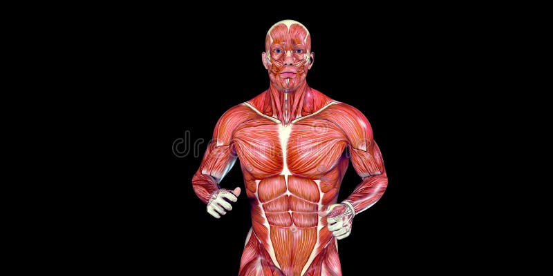 Human Male Body Anatomy Illustration of a human torso with visible muscles vector illustration