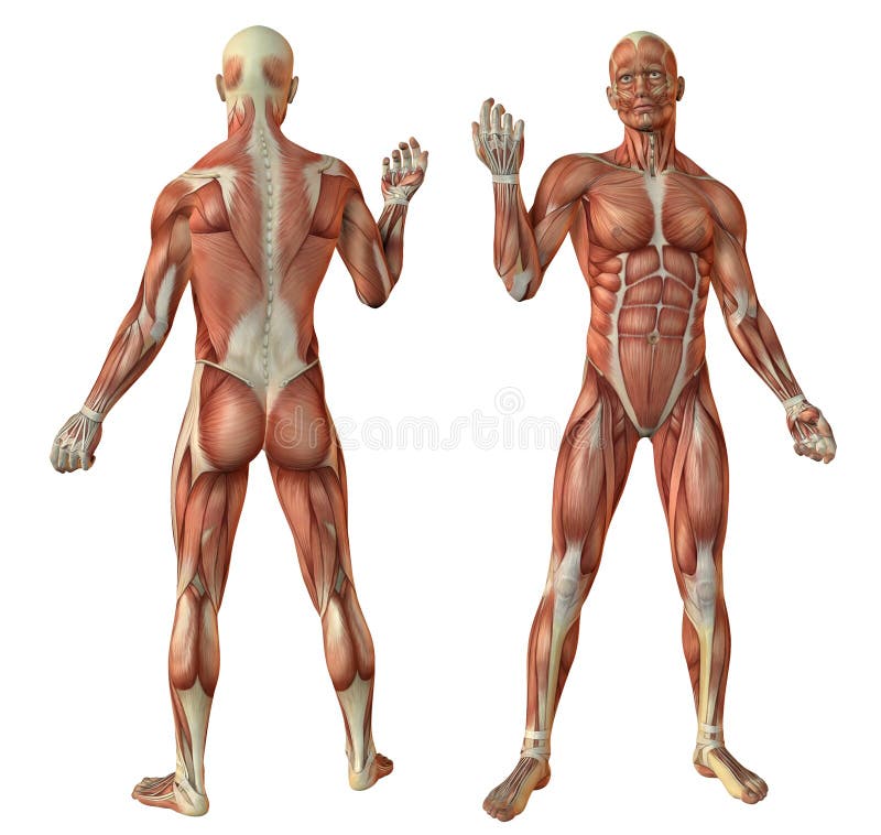 Human muscles anatomy stock illustration