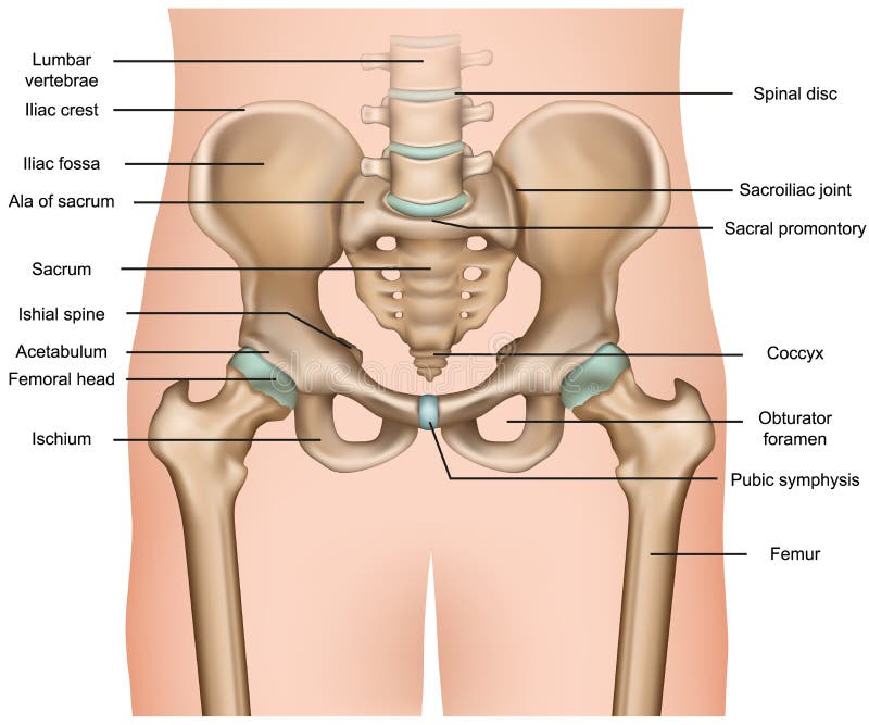 Human pelvis anatomy 3d medical  illustration on white background stock illustration