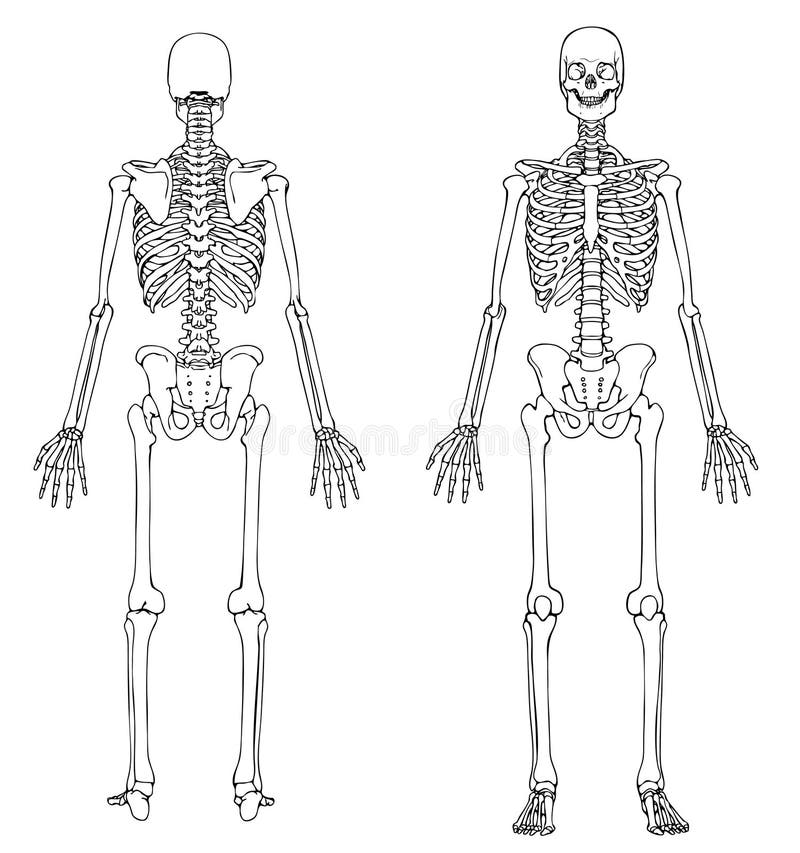 Human Skeleton - Front and Back royalty free illustration