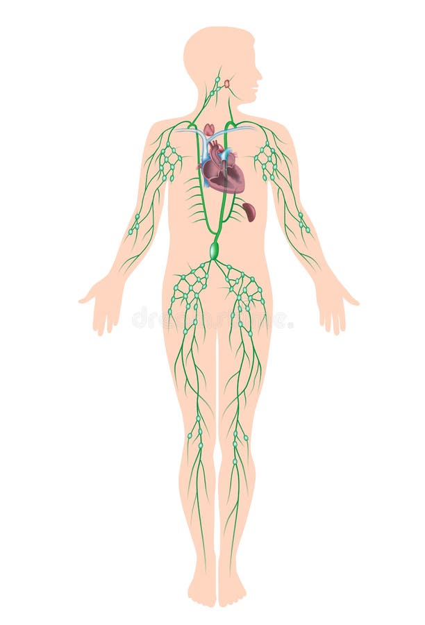 The lymphatic system royalty free illustration