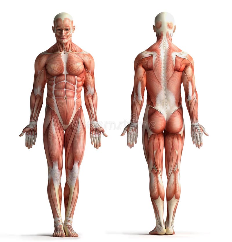 Male anatomy view vector illustration