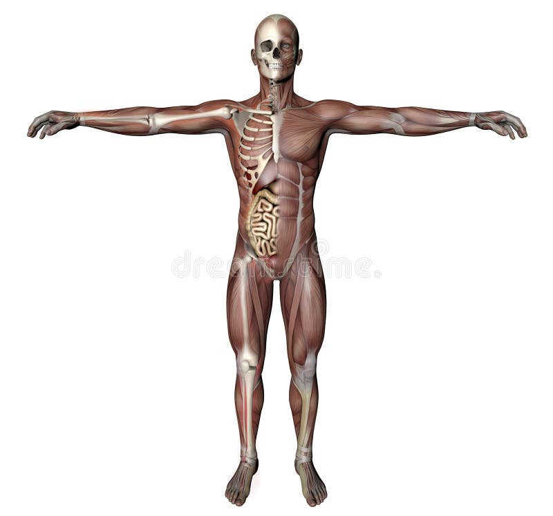 Male body with skeletal muscles and organs royalty free illustration