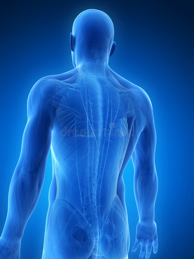 Male muscles stock illustration