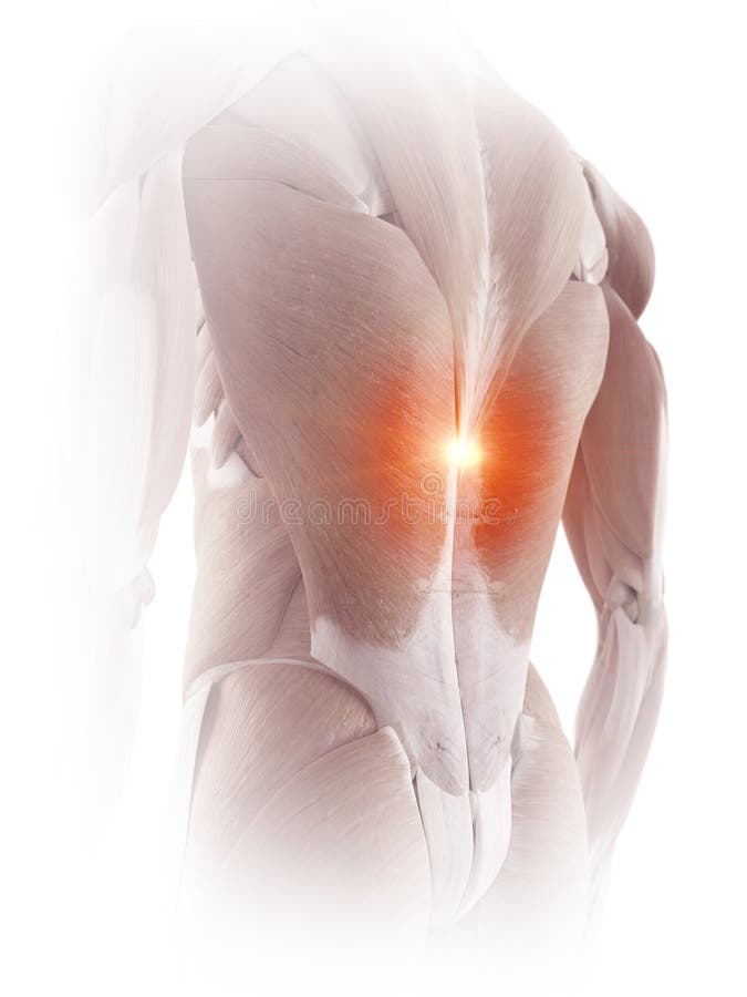 The back muscles showing pain. Medical accurate illustration of the back muscles showing pain royalty free illustration
