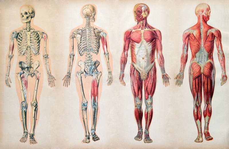 Old vintage anatomy charts of the human body royalty free stock photography