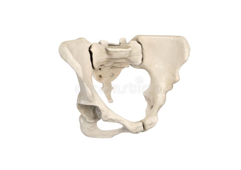Pelvis, Human skeleton, Female Pelvic Bone anatomy, hip, 3D artwork, Bones Anatomy View, white background stock illustration