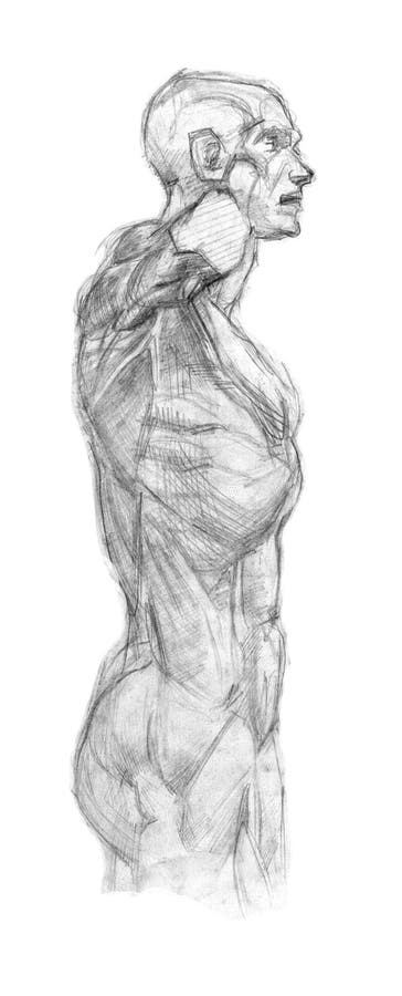 Plaster torso ekorshe training fast pencil sketch stock illustration