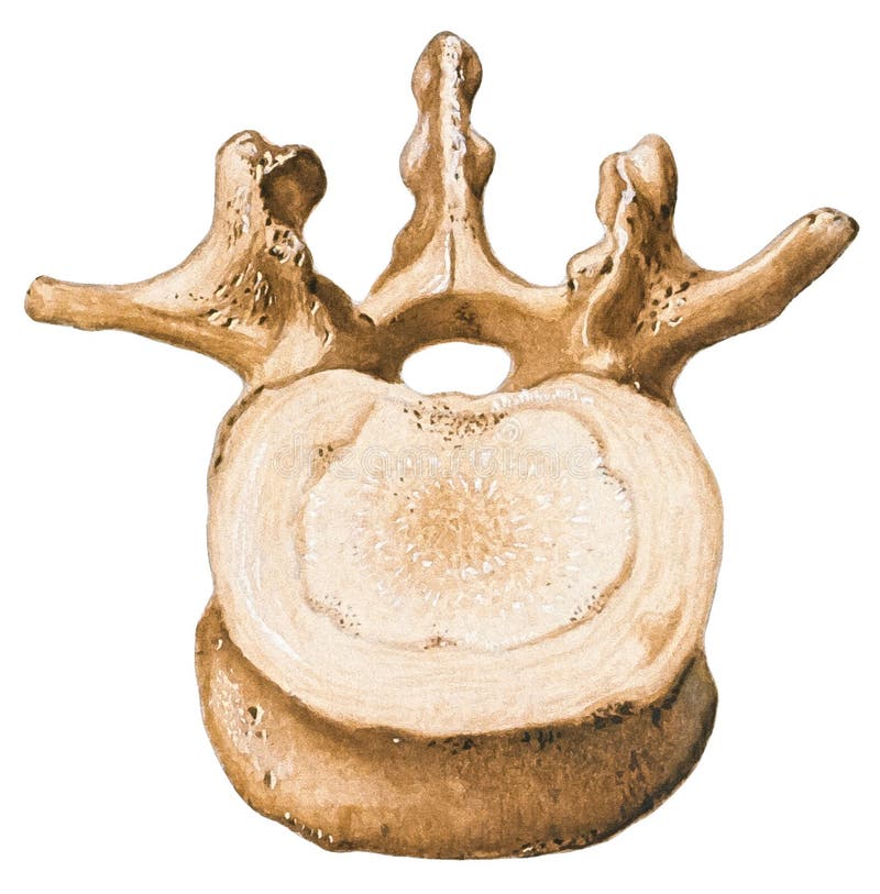 Spine - Lumbar Vertebra royalty free stock photos