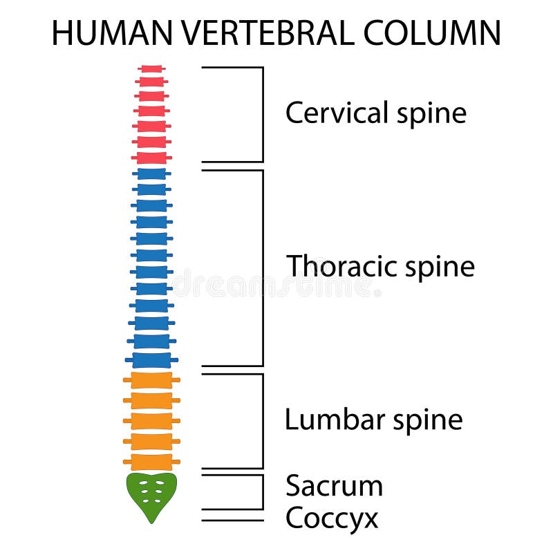 Vertebral Column spine structure. stock illustration