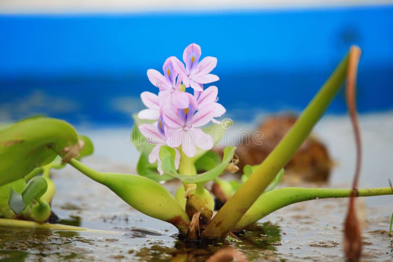 Water Hyacinth flower stock images