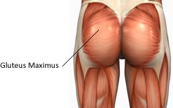 best exercises for your gluteus maximus