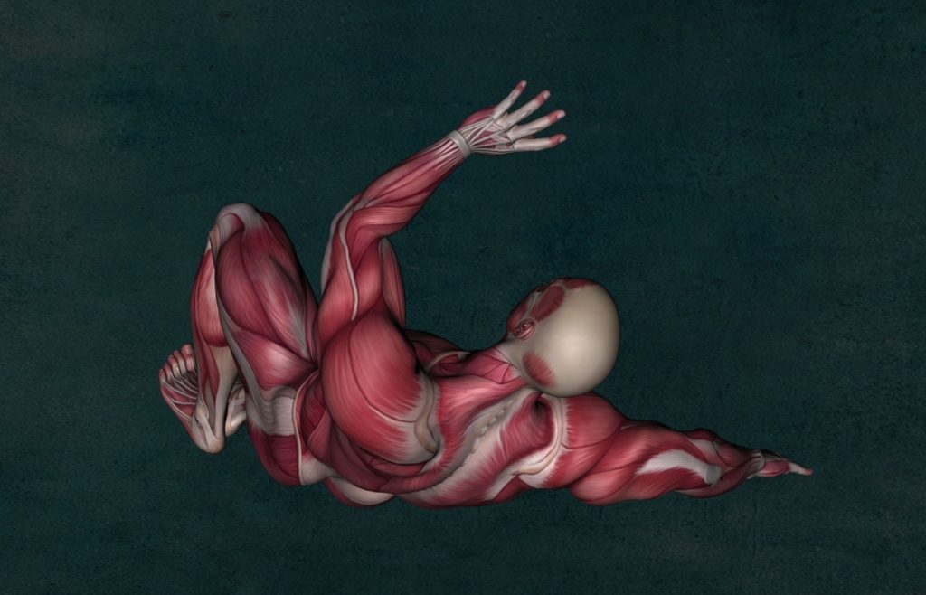 picture of a computer generated male with no skin showing you the muscle anatomy 