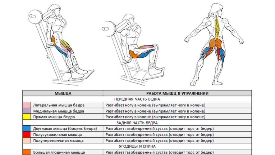  Какие мышцы задействуют гакк приседания