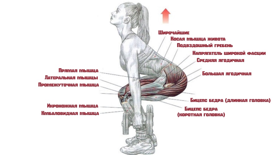 Приседания с гантелями работающие мышцы